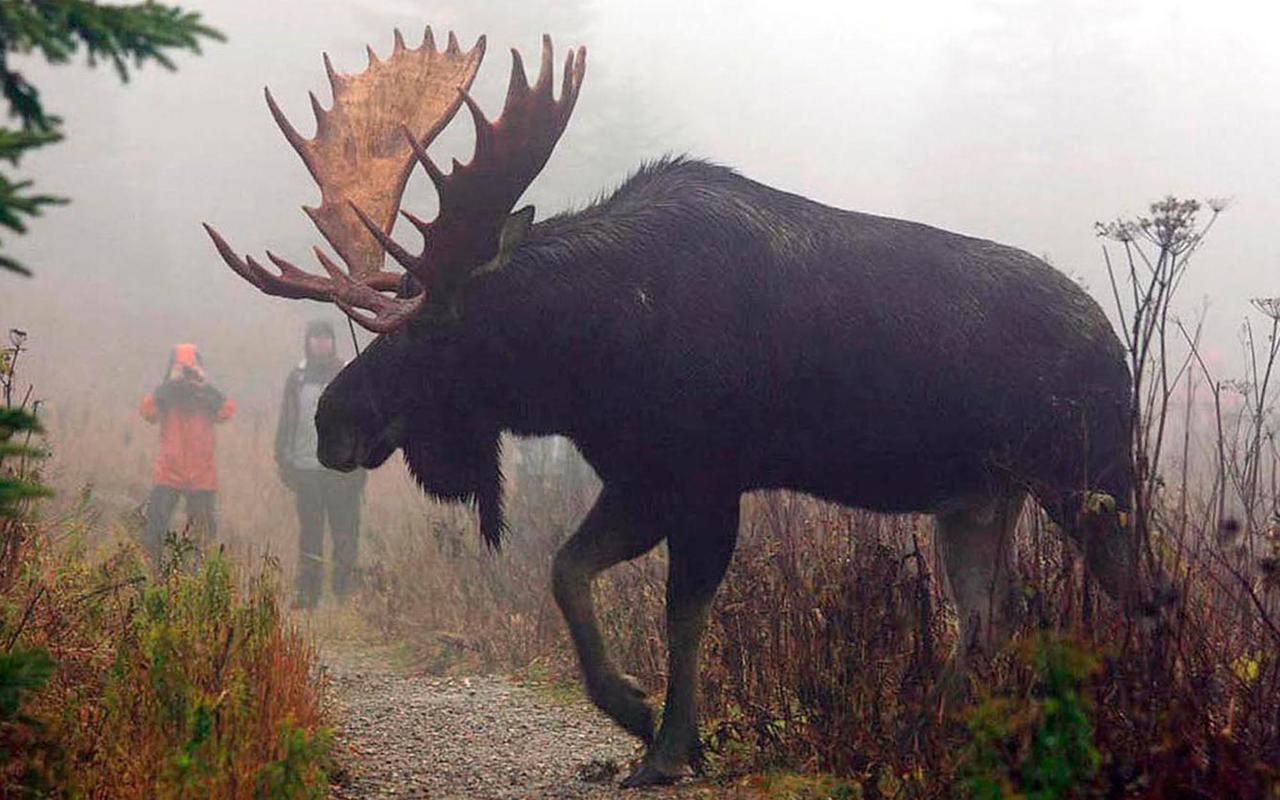 Le Ti Moose Villa La Malbaie Eksteriør billede