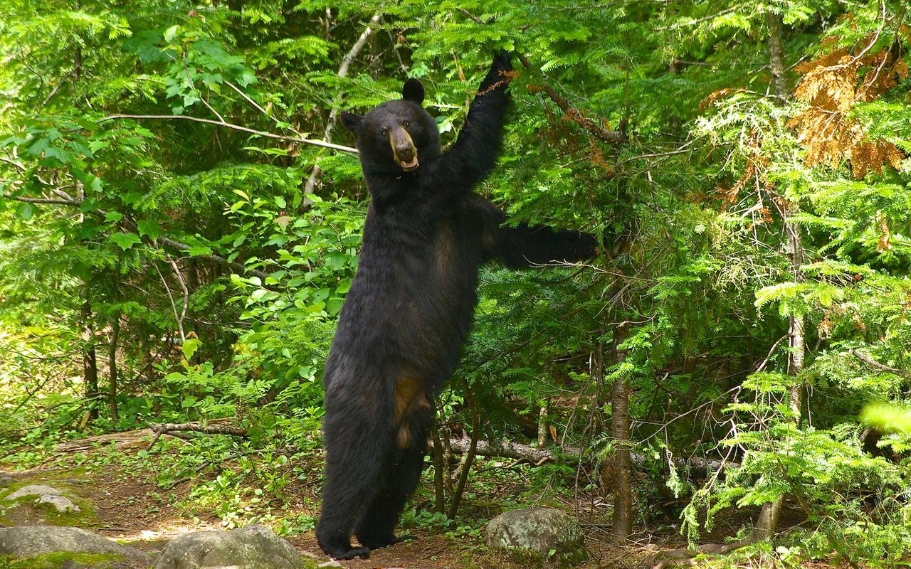 Le Ti Moose Villa La Malbaie Eksteriør billede
