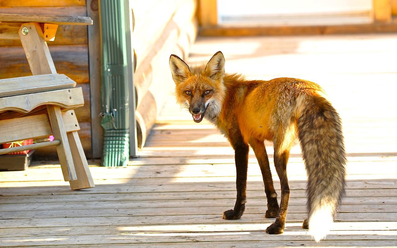 Le Ti Moose Villa La Malbaie Eksteriør billede